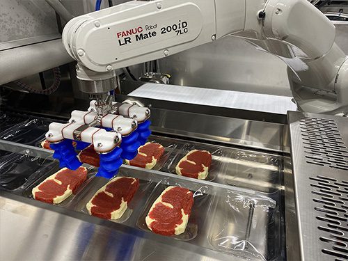 selekcja owoców przez maszynę robot sortuje owoce na podstawie koloru i kształtu